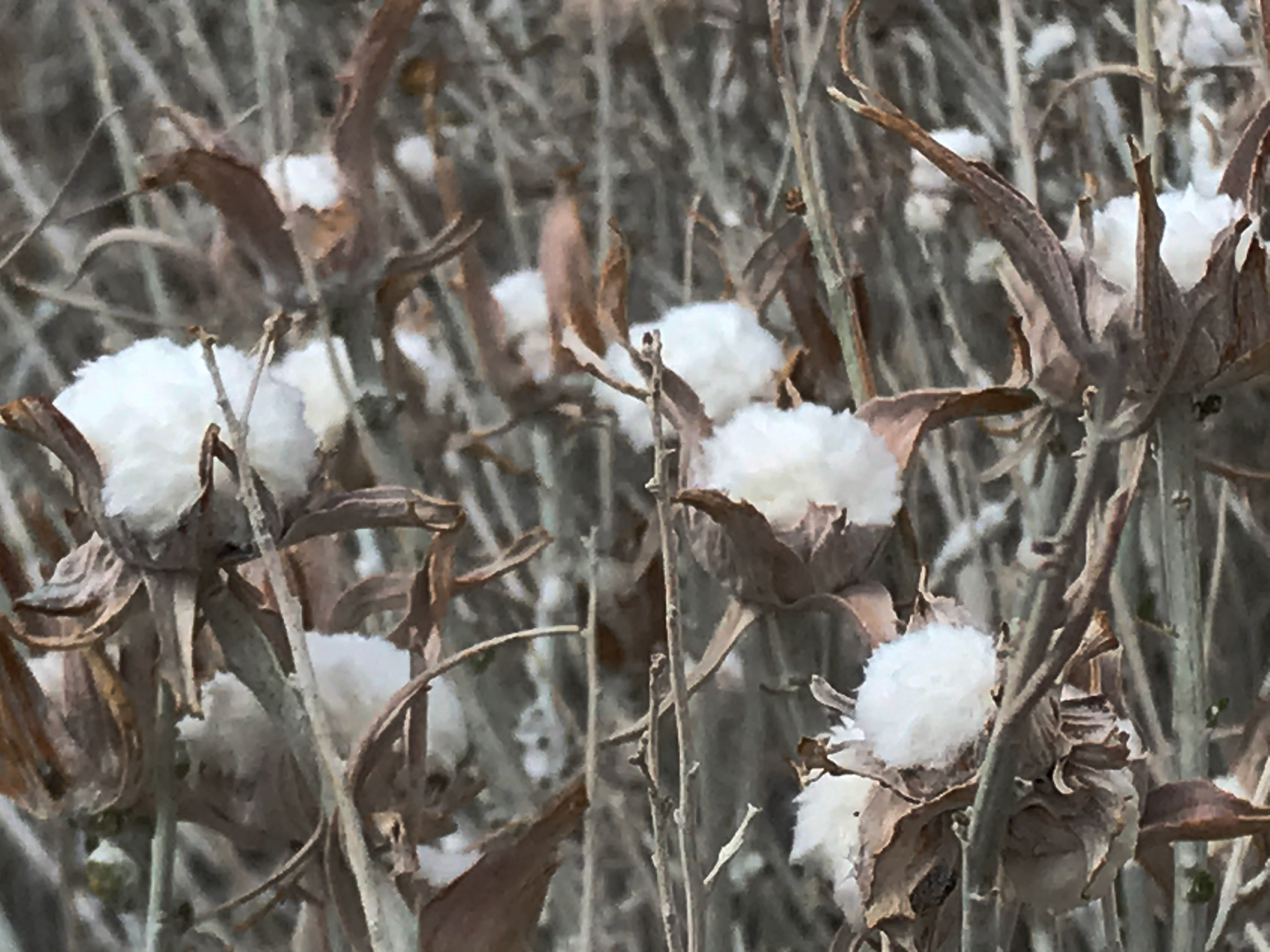 cotton bloom